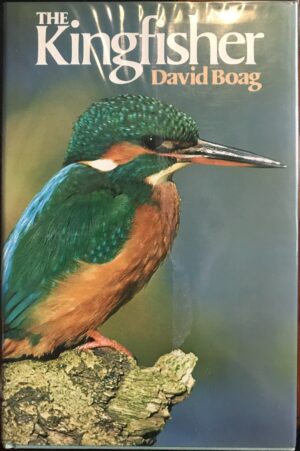 The Kingfisher David Boag