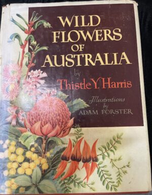 Wild Flowers of Australia Thistle Y Harris Adam Forster