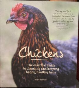 Chickens: The Essential Guide